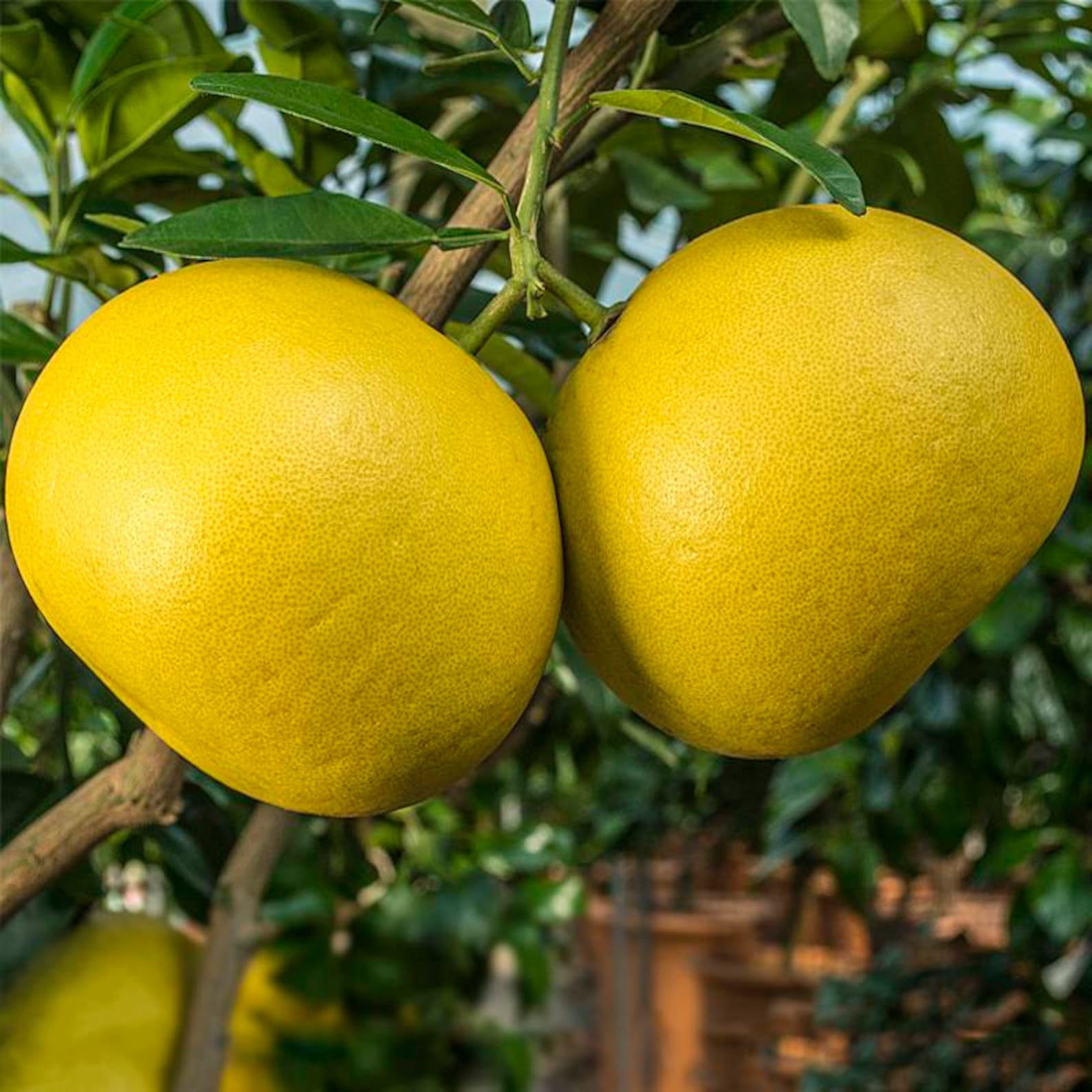 Pomelo grapefruit seeds citrus Maxima fruits seeds Ceylon Etsy