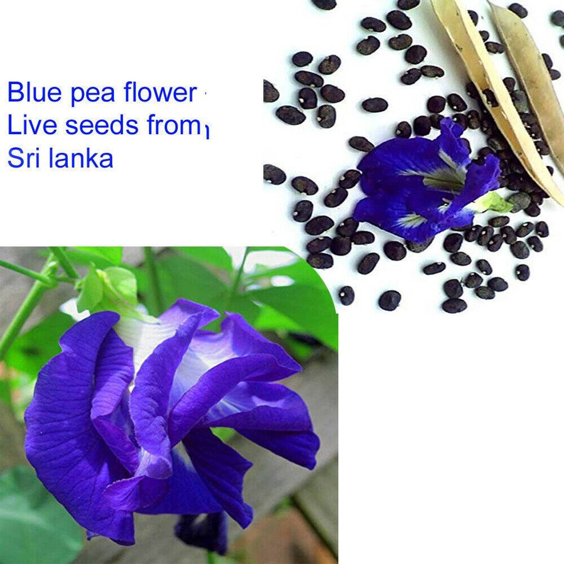 20 seeds Ceylon Blue butterfly pea seeds for planting seeds Etsy