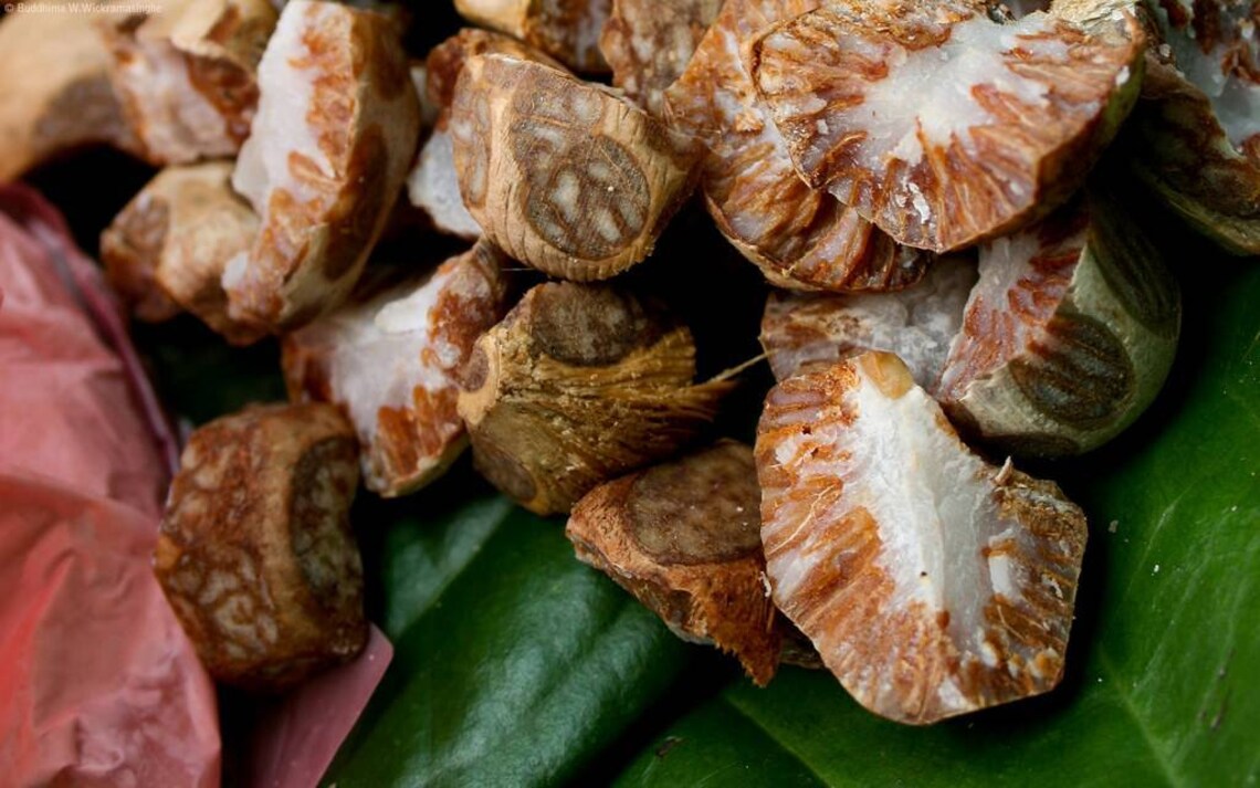 3 betel nut seeds betel nut palm pinang palm Areca nut Etsy