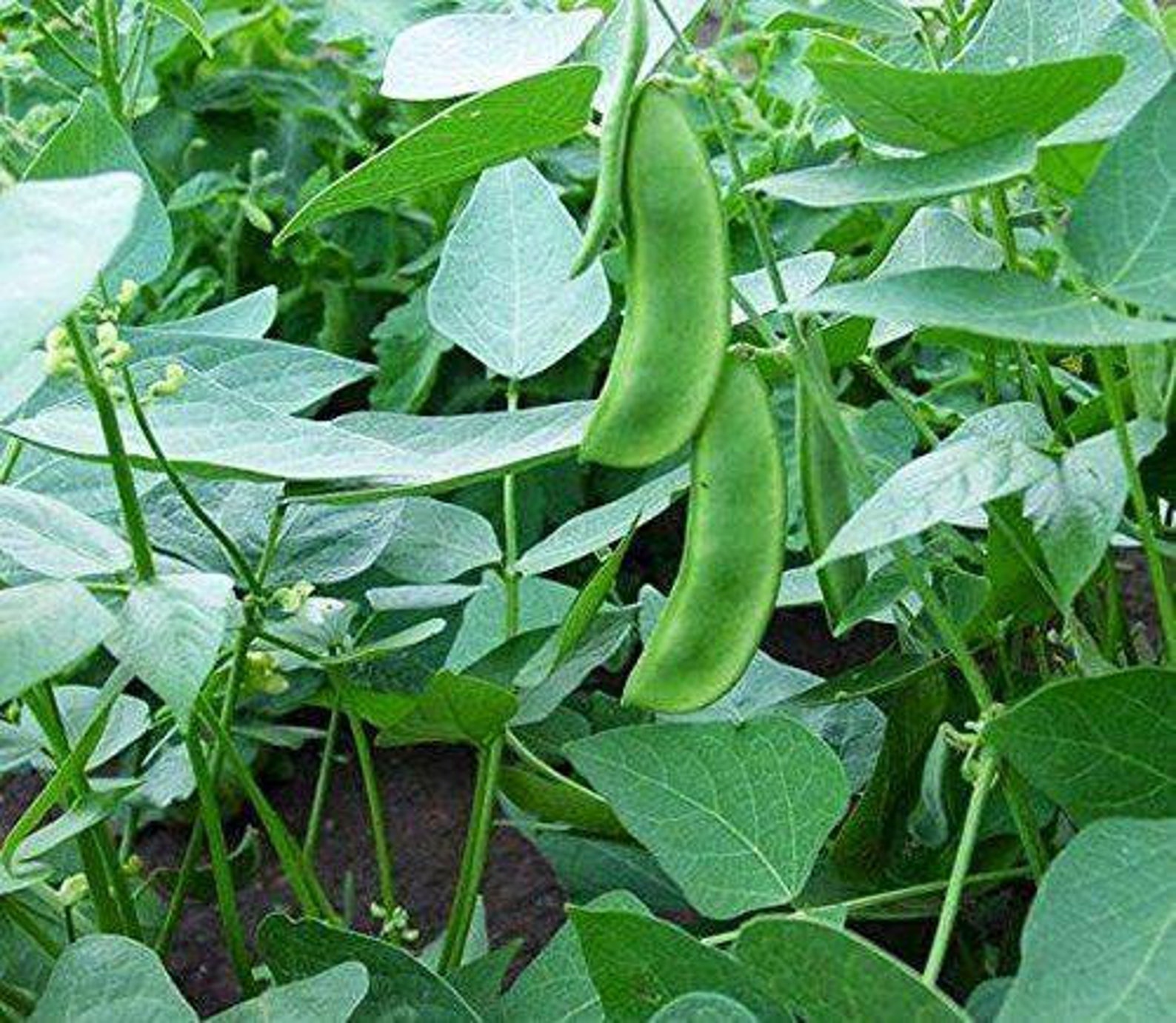 Jack beans awara canavalia enisiformis jack bean seeds Etsy