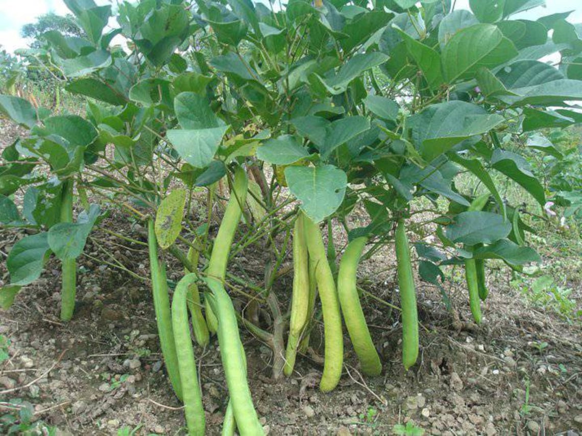 Jack beans awara canavalia enisiformis jack bean seeds Etsy