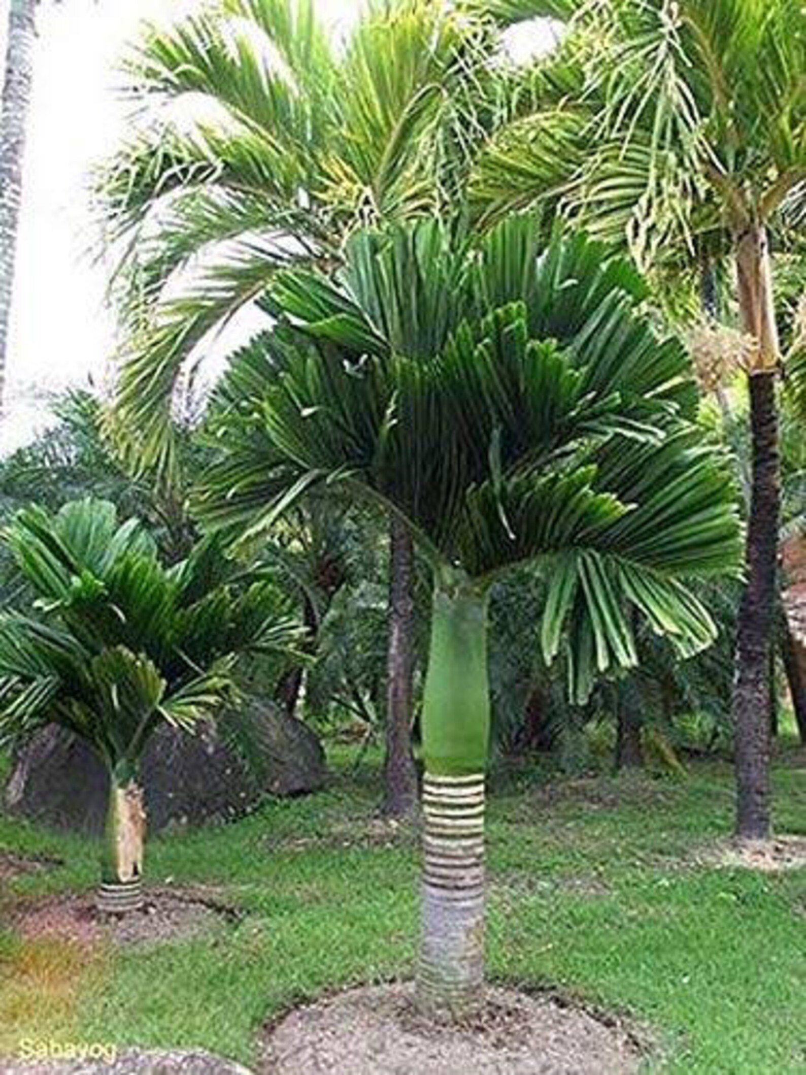 3 betel nut seeds betel nut palm pinang palm Areca nut Etsy