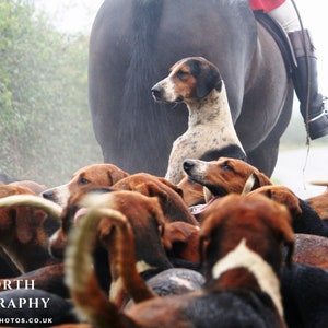 Heads Up - photographic print | canvas print | Horses and Hounds country sports art