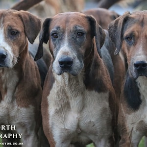 Three Kings - fotoprint | canvasafdruk | Countrysportkunst paarden en honden