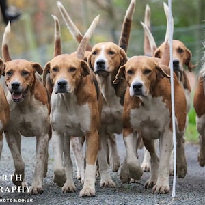 Hounds Please - photographic print | canvas print | Horses and Hounds country sports art