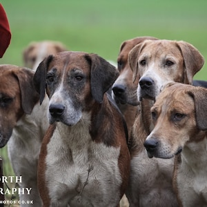 Hold Up Hounds - photographic print | canvas print | Horses and Hounds country sports art