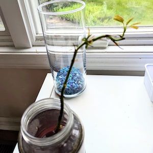 Nature Rooting Hormone