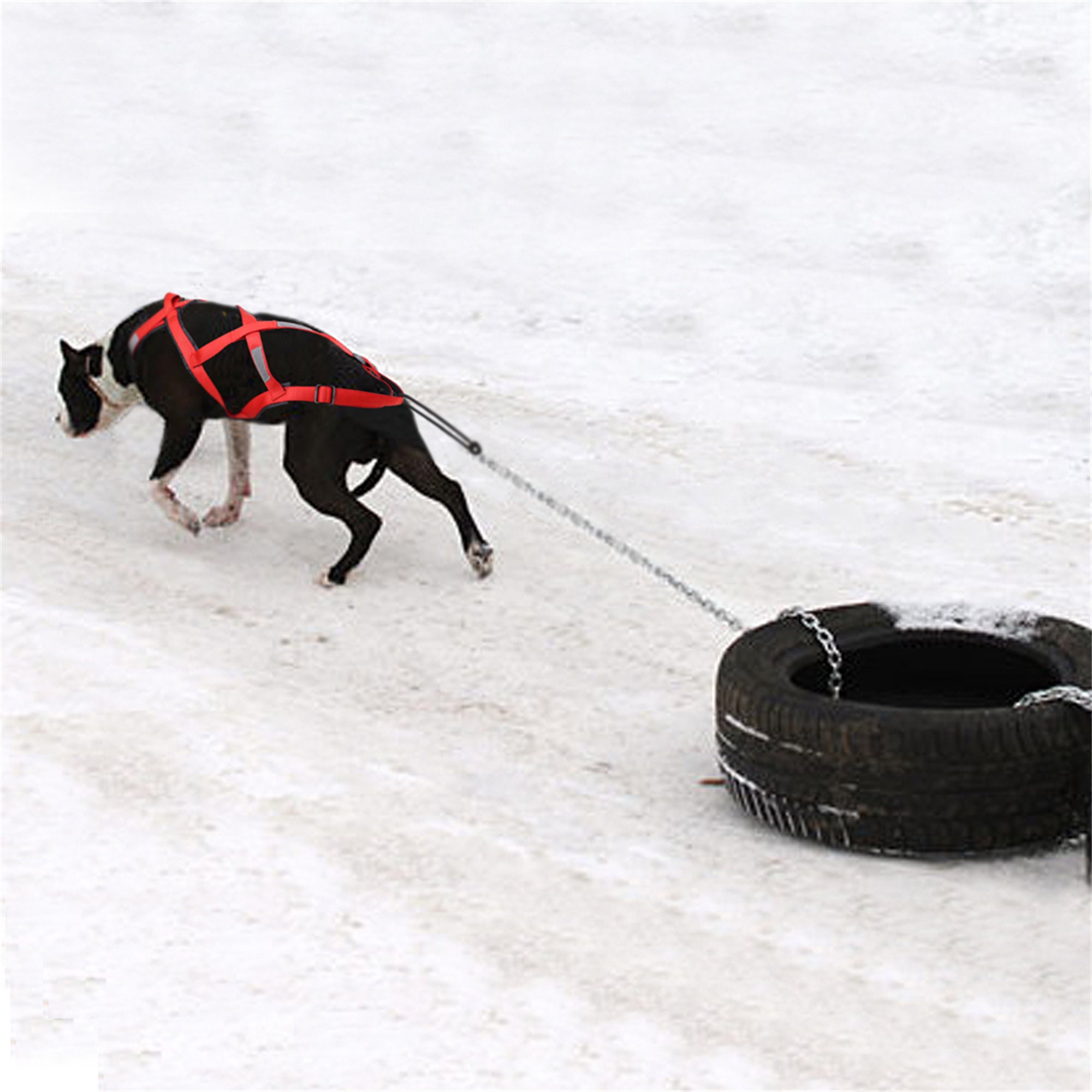 Waterproof Dog Sled Pulling Harness Pet Mushing Harness for Etsy