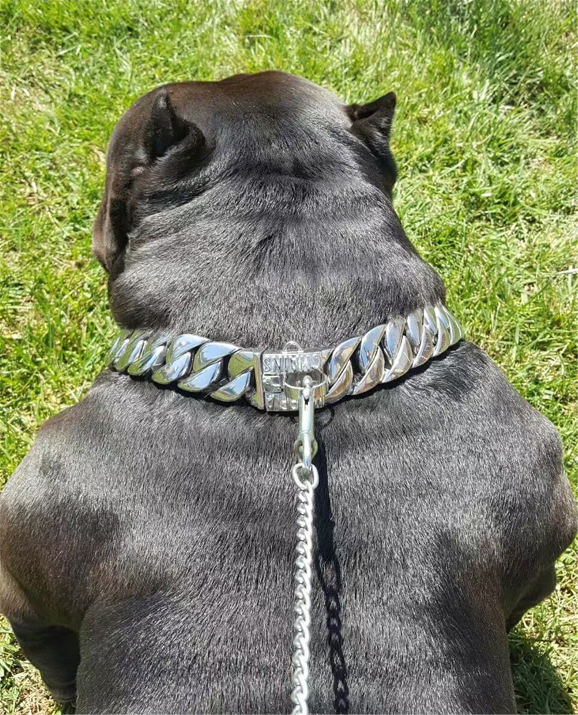 Bully dog collars Clearance