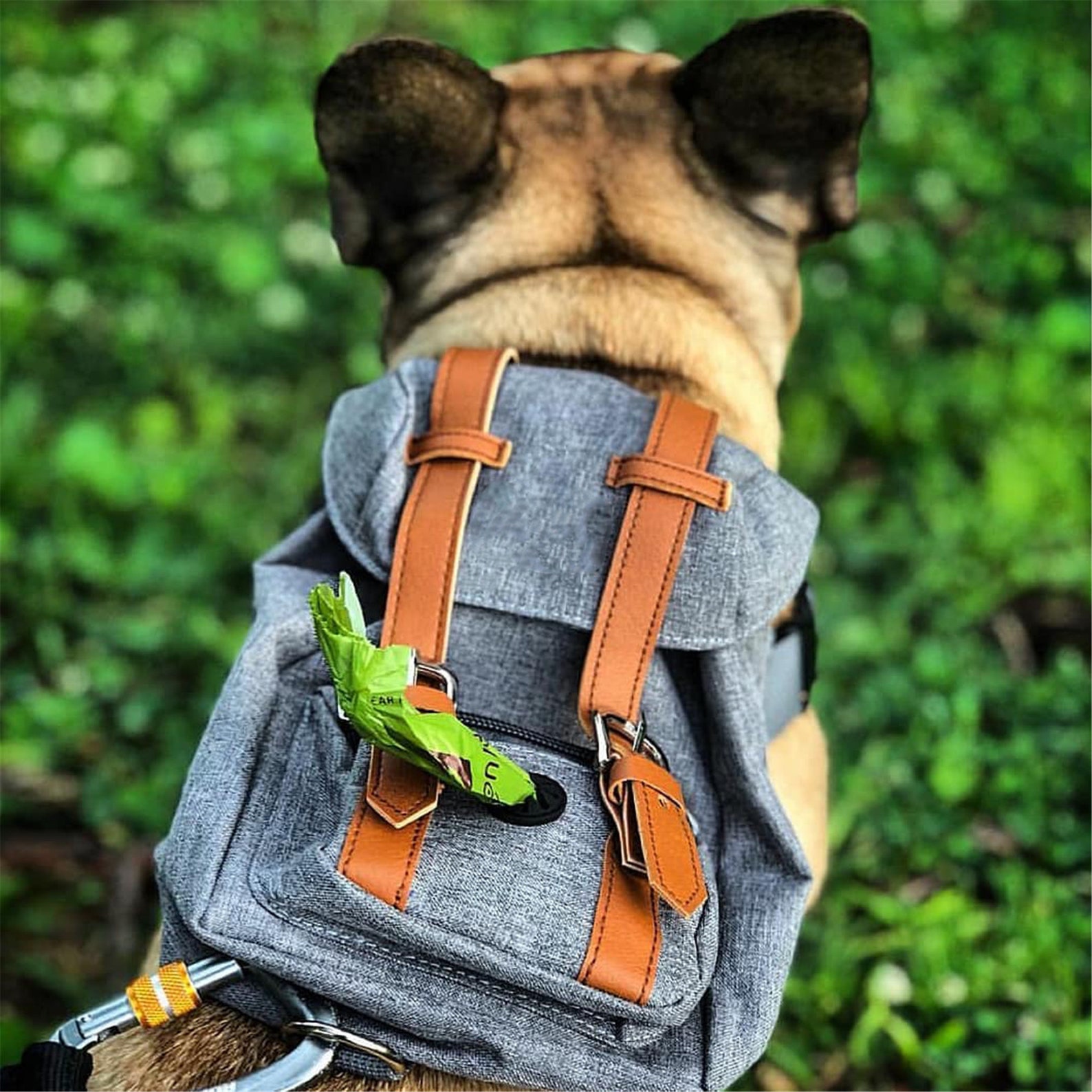 Puppy Fashion Cute Pet Backpack Harness Travel Outdoor Hiking Etsy