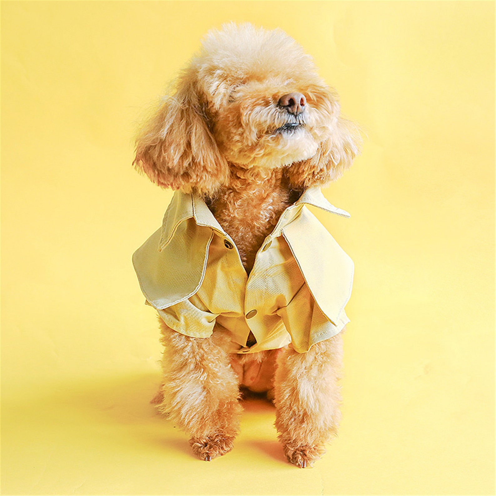 Haustier Teddy Schnauzer Hund kleiner Hund Frühling Frühling Etsy