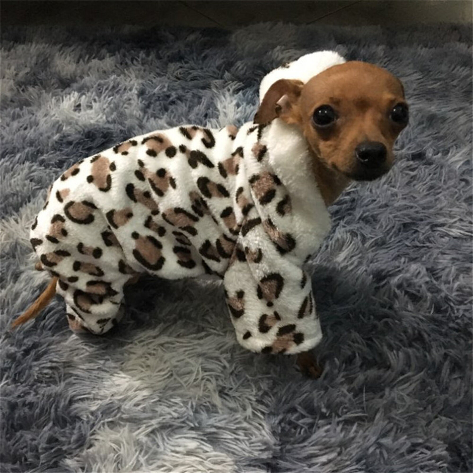 leopard print dog clothes