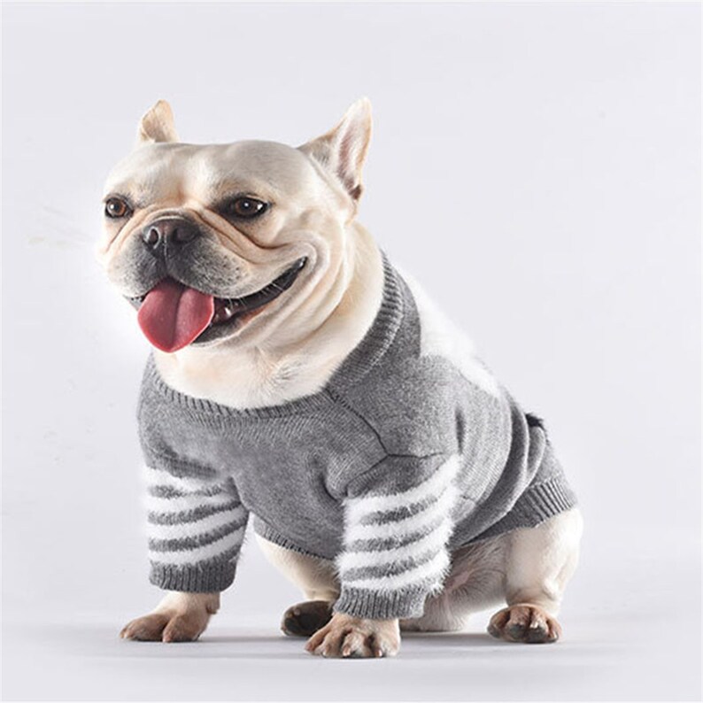 small dog designer clothes