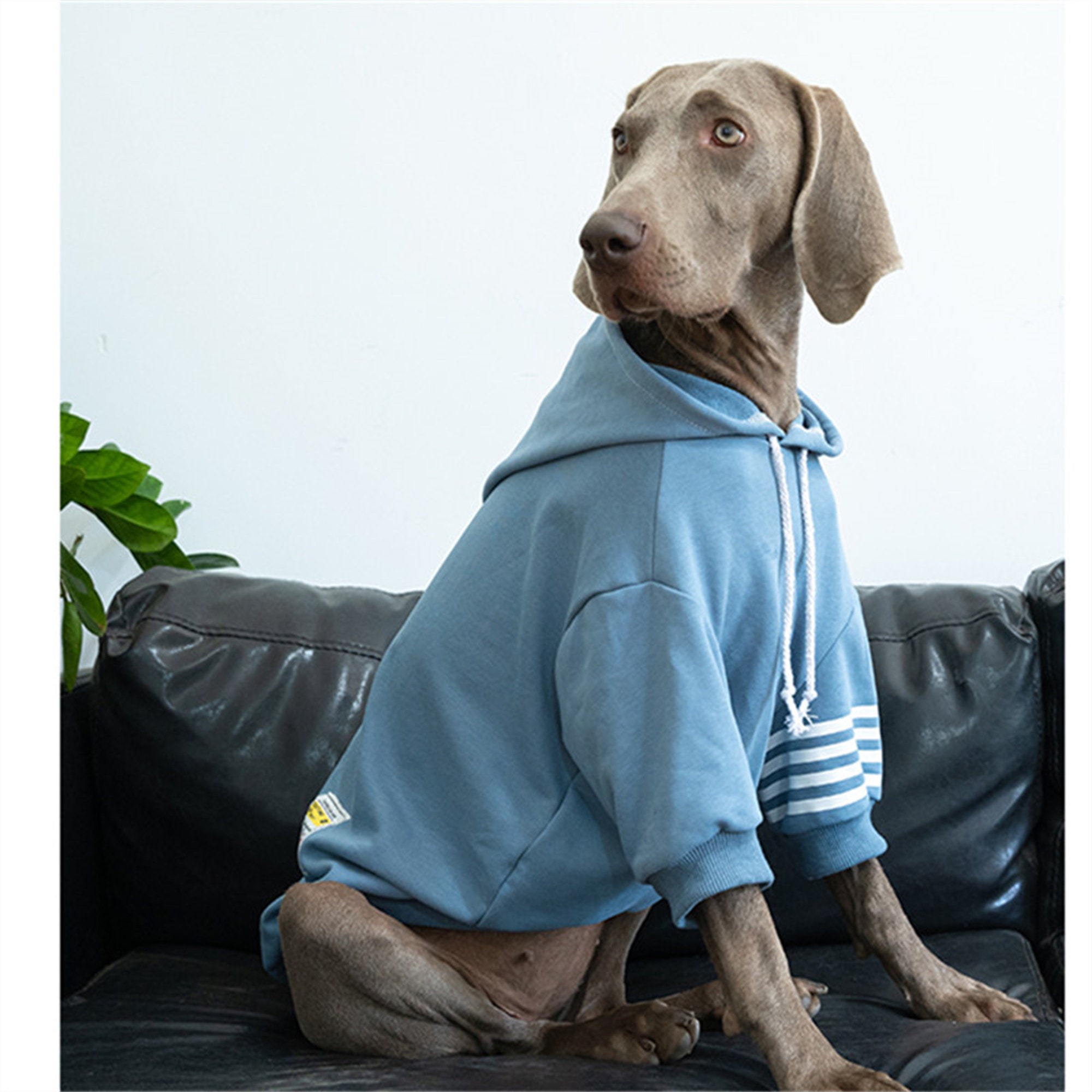 Big Dog Hoodies Sudadera sudadera Puppy Ropa de perro pequeño Etsy