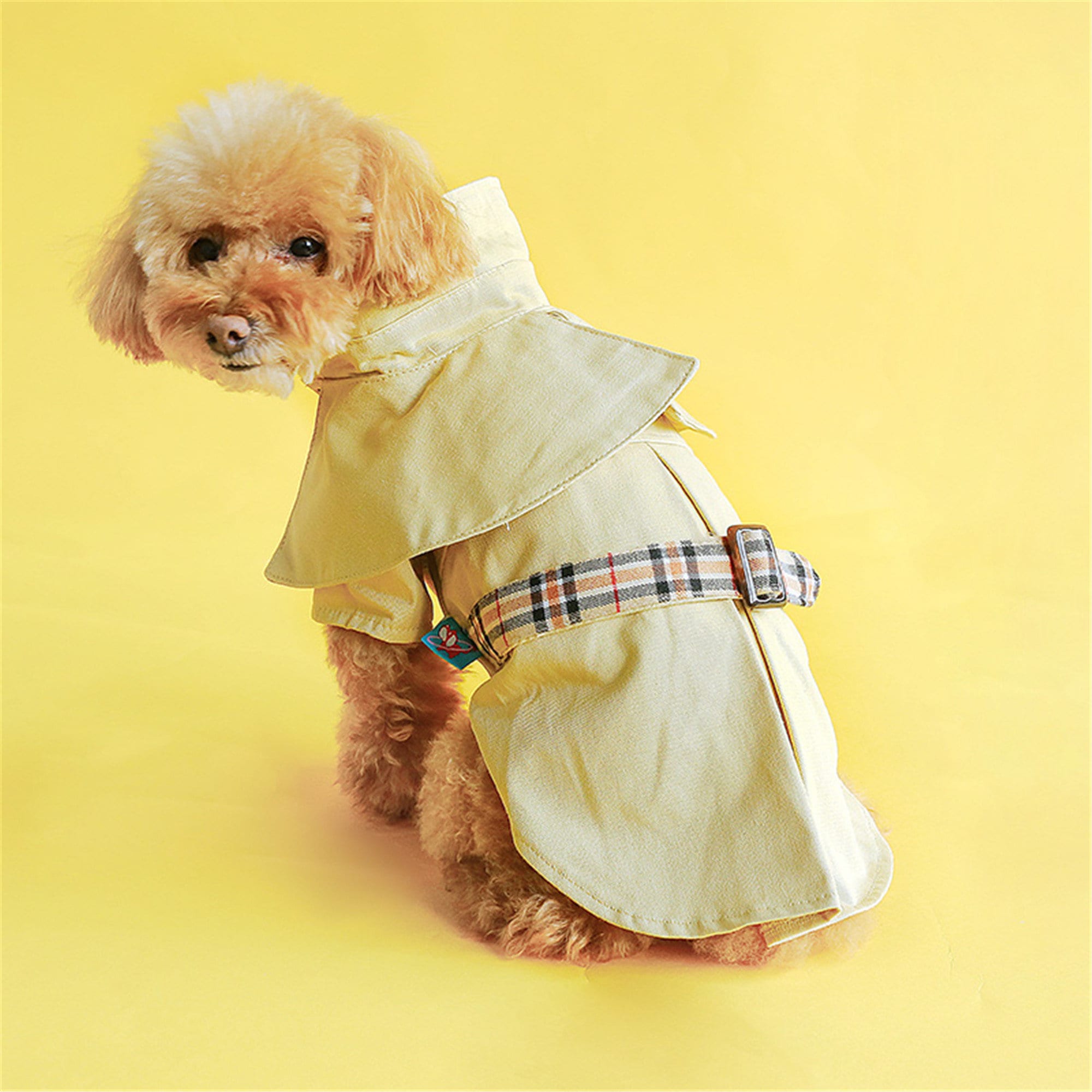 Haustier Teddy Schnauzer Hund kleiner Hund Frühling Frühling Etsy