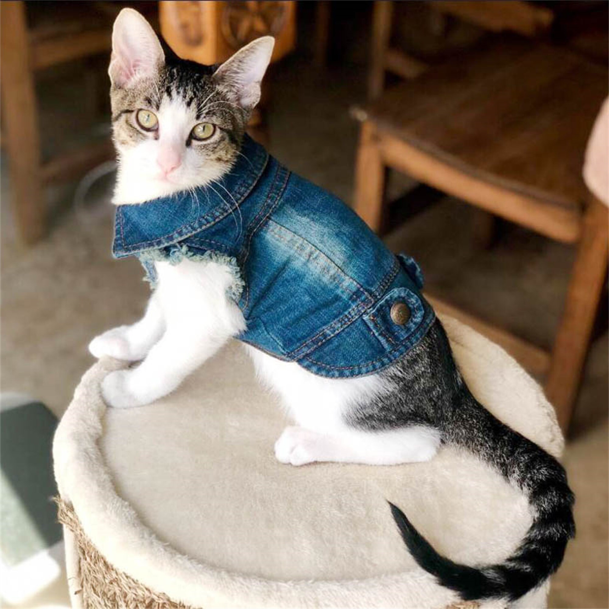 Denim Cat Clothes for Cats Fashion Cat Coat Jacket Warm Etsy