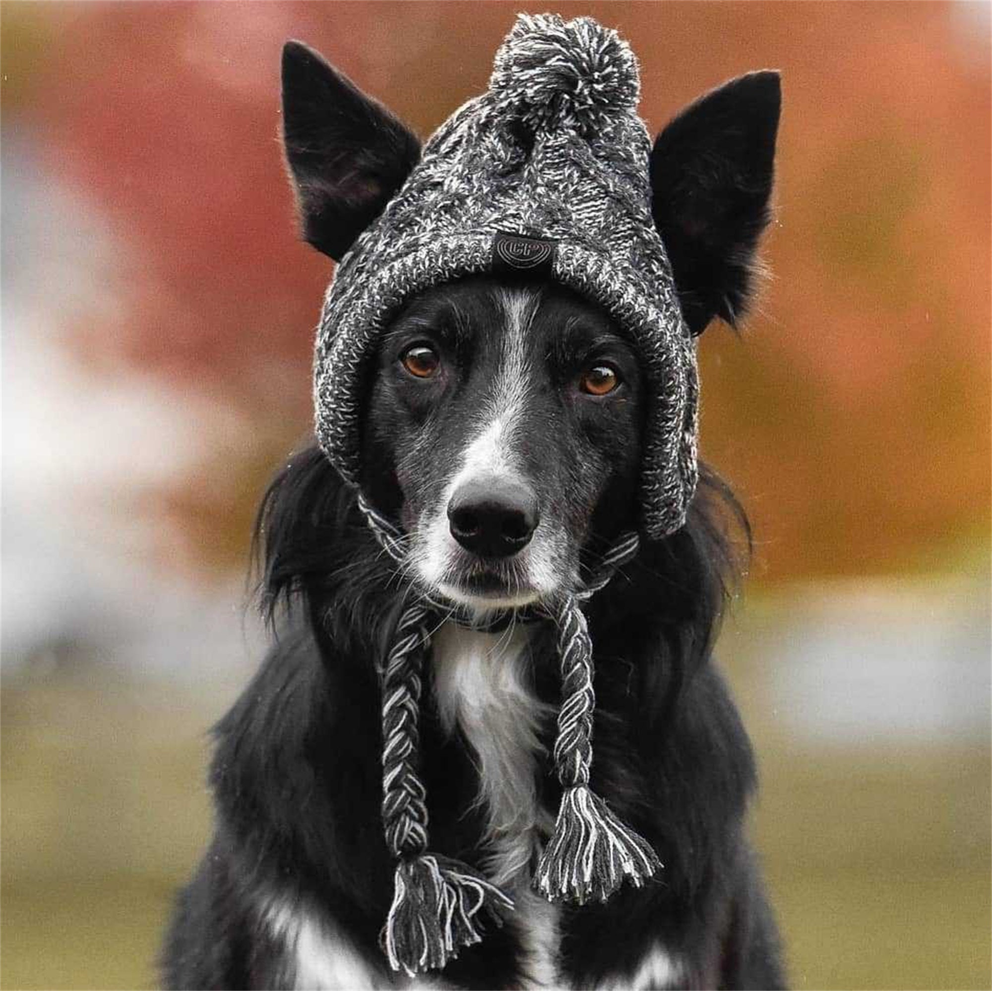 Winter Pet Dog Hat Cap Christmas Warm Windproof Pet Hats  Etsy
