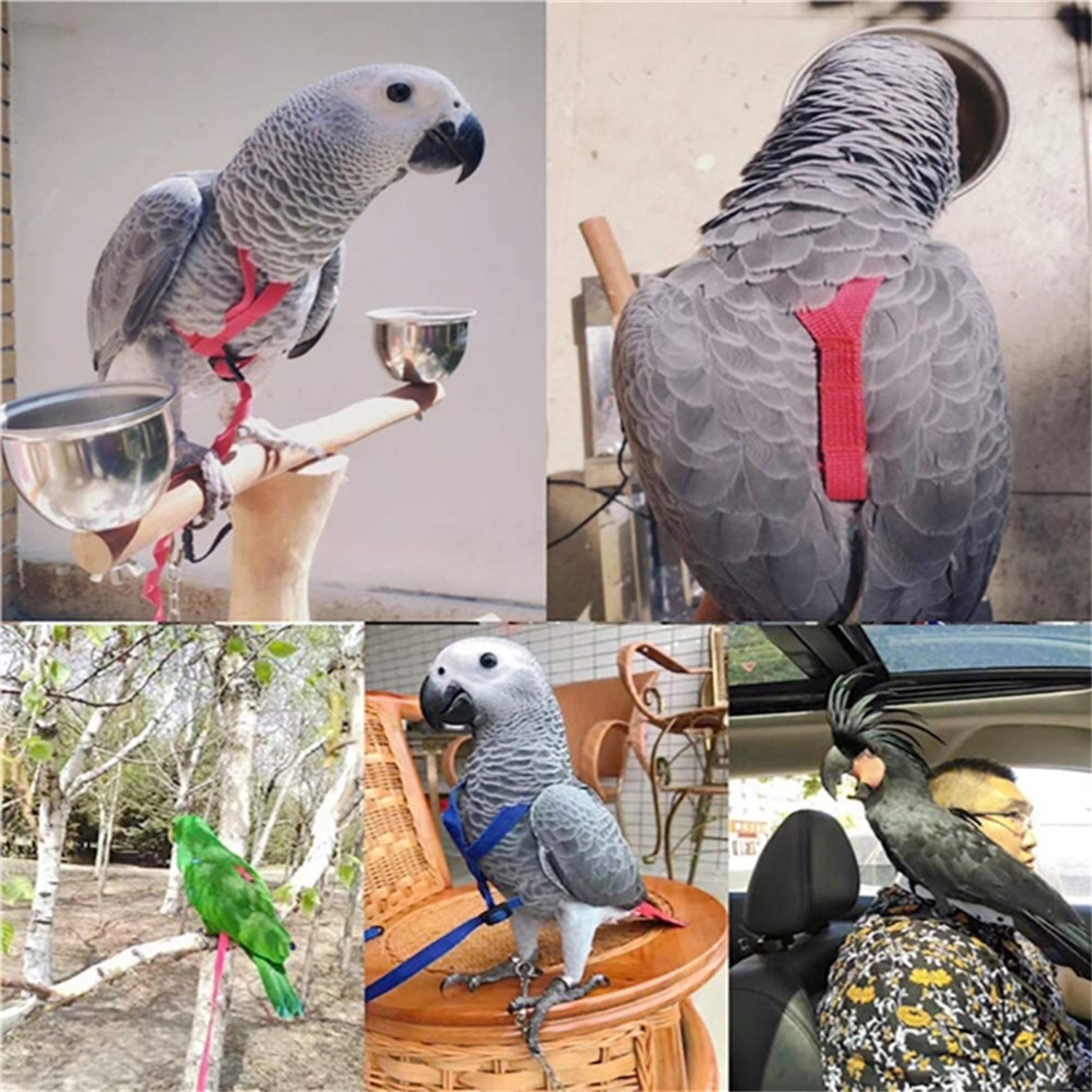 Pet Bird Harness and Leash Adjustable Parrot Harness Leash Etsy