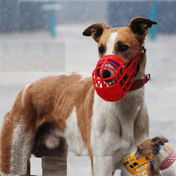 colorful basket muzzle
