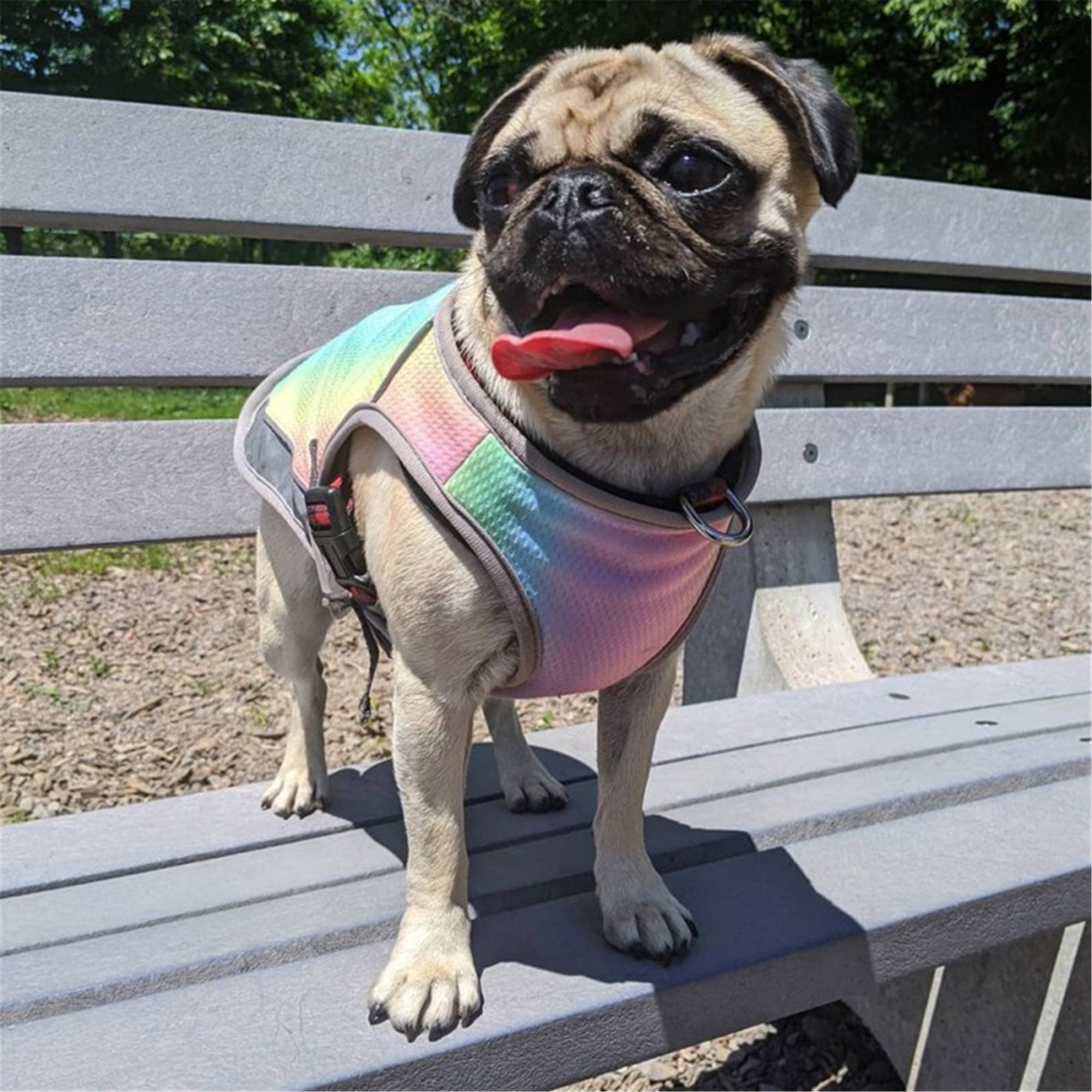 Sommer Hunde Kühlweste Kühlmantel Outdoor Sonnencreme Jacke Etsy