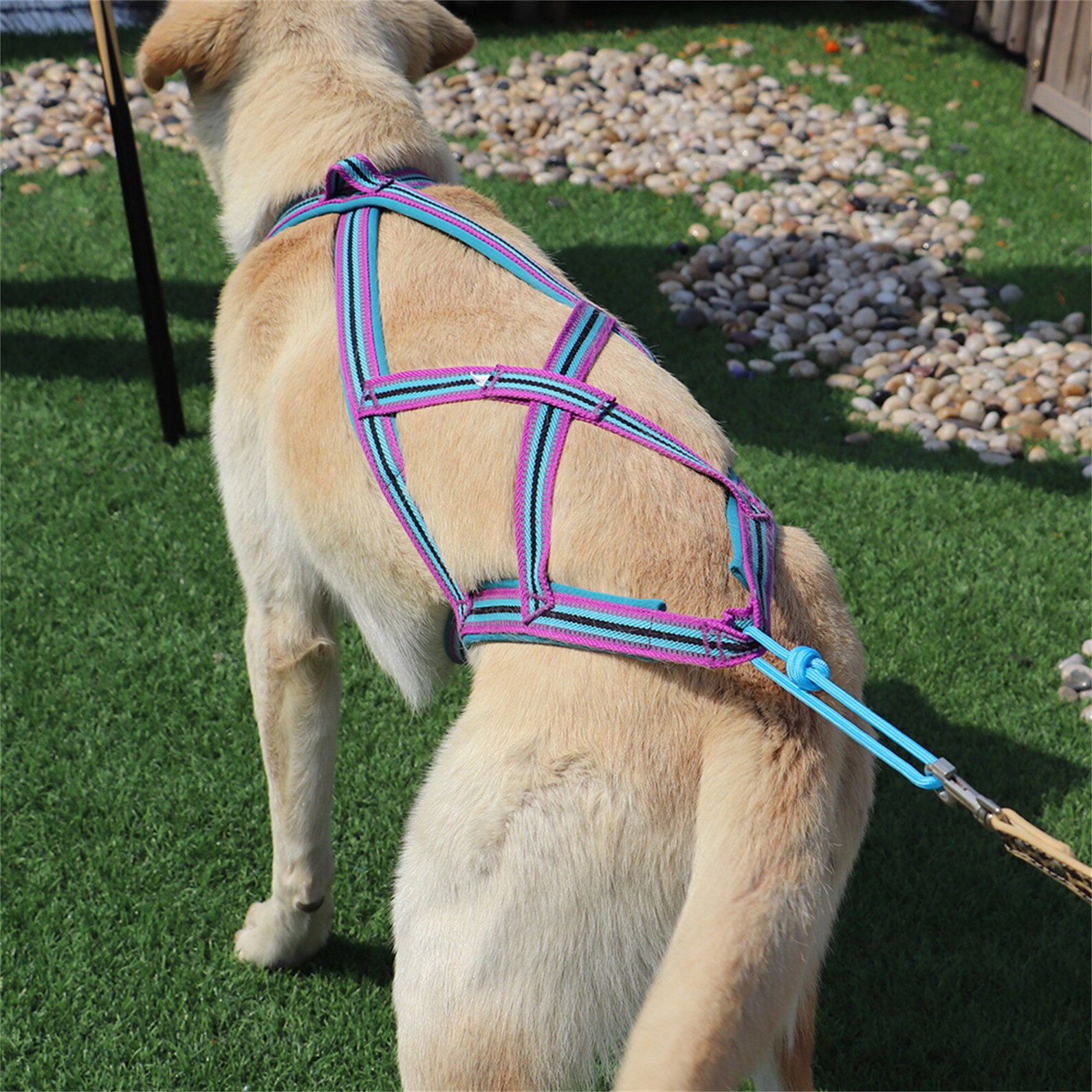 Pet Sled Harnais Chien Tirant Harnais arrière Harnais pour Etsy