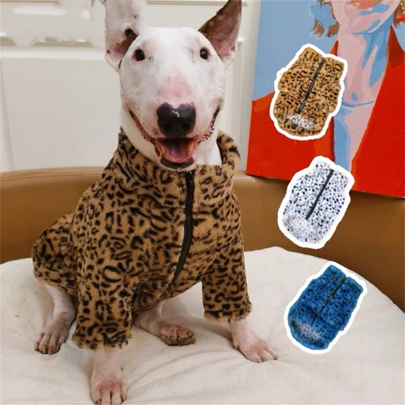 bull terrier jacket