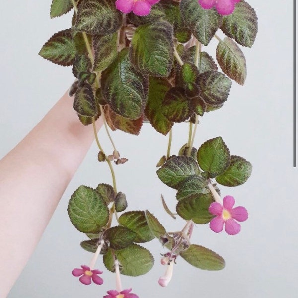 Episcia cupreata ‘Pink Panther’