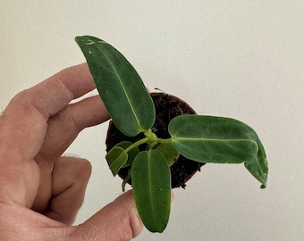 Anthurium warocqueanum