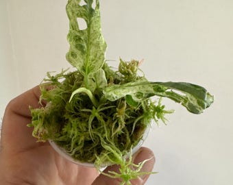 Adansonii variegata gefrorene Frinkle