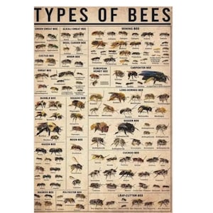 May include: A beige educational poster titled TYPES OF BEES featuring numerous detailed illustrations of various bee species organised into columns with labels such as Green Sweat Bee, Mining Bee, Bumble Bee, and Squash Bee in black text.
