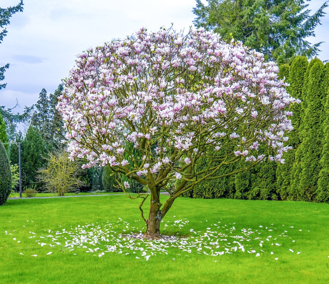 Jane Magnolia Plant Jane Magnolia Tree Live Plant 612 Etsy