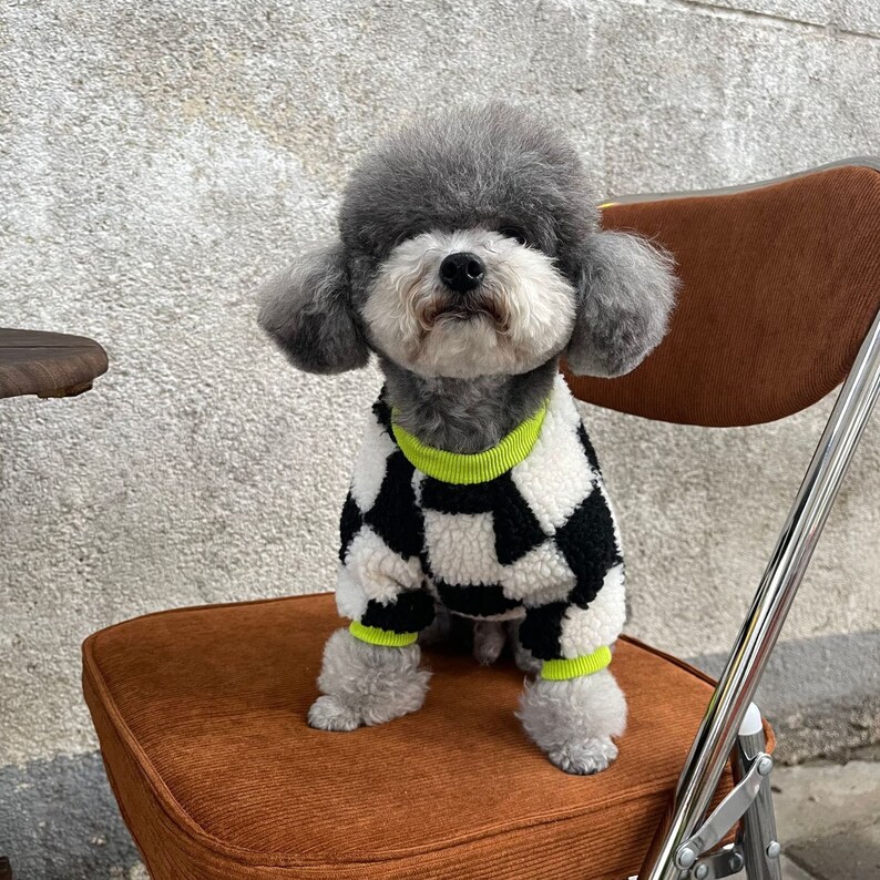 teddy bear schnauzer