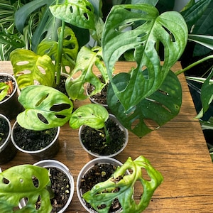 May include: A collection of small Monstera adansonii plants in individual clear plastic pots. Each plant features heart-shaped green leaves with distinct natural perforations or fenestrations, showing varying shades of light to deep green.