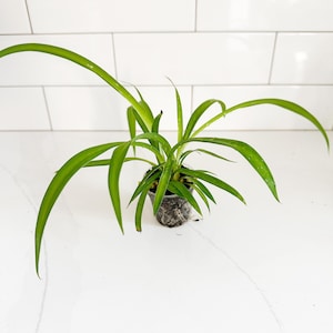 May include: A small spider plant with long, slender, vibrant green leaves radiating from a central base. The plant is housed in a small, clear plastic nursery pot that reveals the dark soil and root structure within the container.