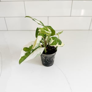 May include: A small potted plant with variegated leaves featuring a mix of deep green and creamy white patterns. The plant is housed in a simple, dark-colored plastic nursery pot filled with dark potting soil, showcasing several stems and foliage.