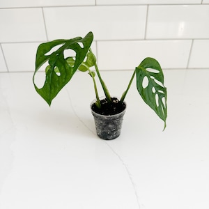 May include: A small Monstera adansonii plant with vibrant green, heart-shaped leaves featuring natural perforations known as fenestrations. The plant is potted in a clear, small plastic container filled with dark potting soil and visible roots.