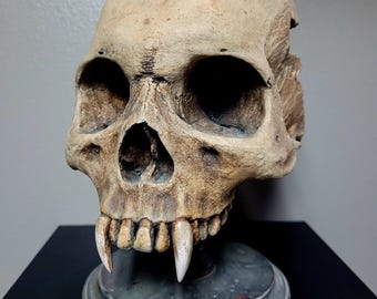Custom Vampire Skull Prop - Full Size - One Of A Kind Horror Collectible