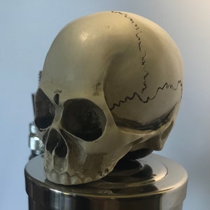 May include: A detailed, off-white skull bottle stopper with dark gray sutures and eye sockets. The skull sits atop a shiny, silver-colored metal base. The stopper is a decorative item.
