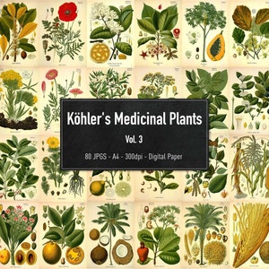 Illustrazioni di piante medicinali di Koehler Vol.3, immagini di piante botaniche stampabili, carta digitale, download istantaneo