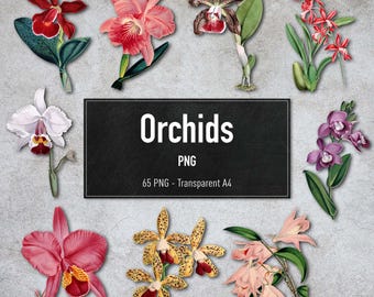 PNG - Vintage Orchids, 65 Transparent Orchid Illustrations, Digital Clipart, Instant Download