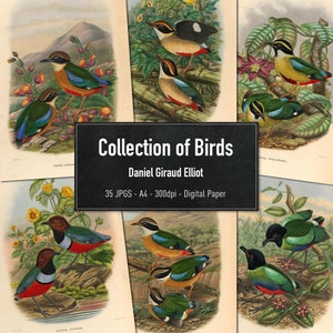 Collection of Birds, Daniel Giraud Elliot, 50 Vintage Illustrations of Birds, Printable Animal Images, Digital Paper, Instant Download