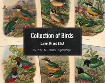 Collection of Birds, Daniel Giraud Elliot, 50 Vintage Illustrations of Birds, Printable Animal Images, Digital Paper, Instant Download