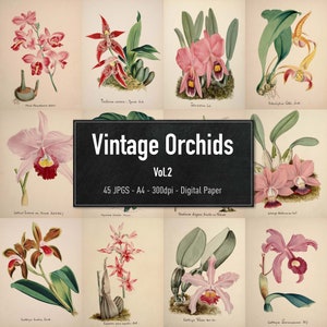 Orchidee, 45 illustrazioni vintage Vol.2, immagini di piante stampabili, carta digitale, download istantaneo