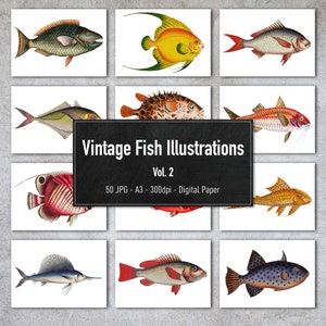 Vintage Fish Illustrations Vol.2, 50 Printable Animal Images, Digital Paper, Instant Download