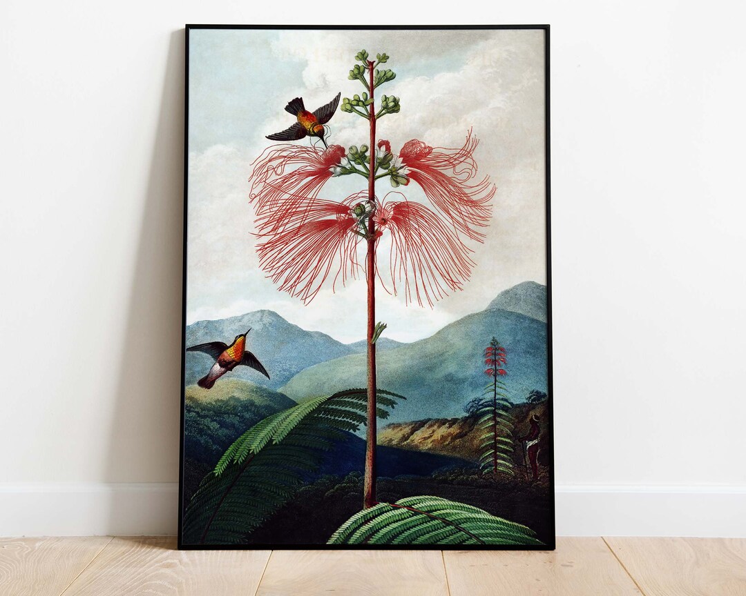 Buy Vintage Plant Illustration, Robert John Thornton, Kitchen