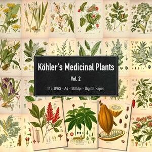 Illustrazioni di piante medicinali di Koehler Vol.2, Immagini di piante botaniche stampabili, Carta digitale, Download istantaneo