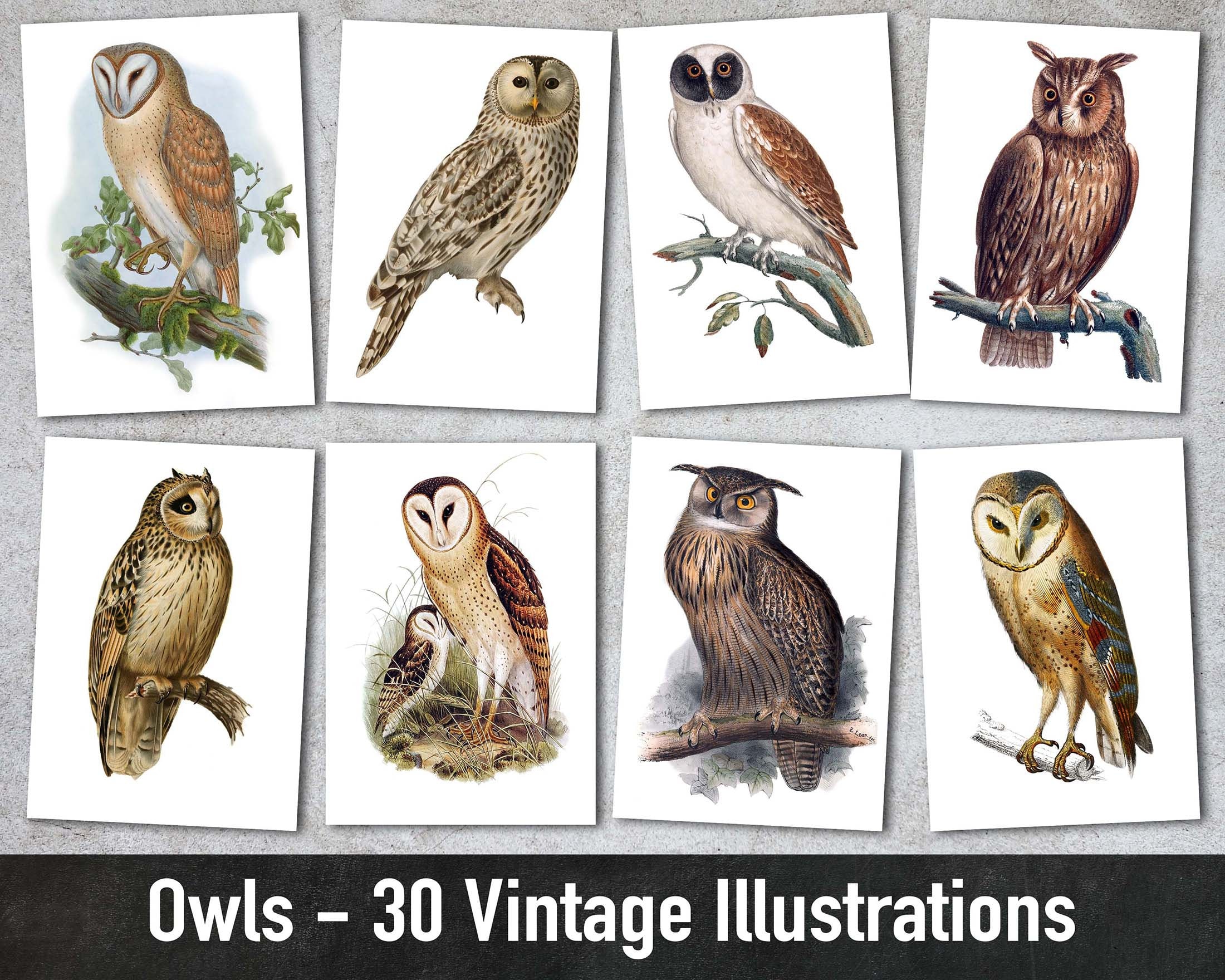 Owls, 30 Vintage Illustrations, Printable Animal Images, Digital Paper, Instant Download