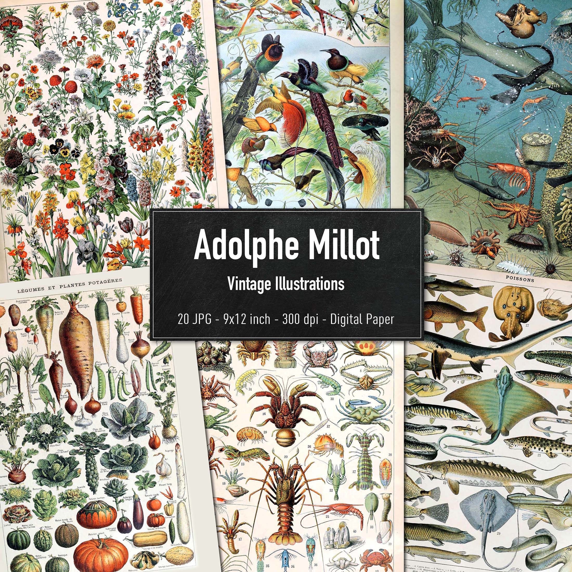 Adolphe Millot, 20 Vintage Illustrations, Printable Animals & Plants Images, Downloadable Posters, Instant Download