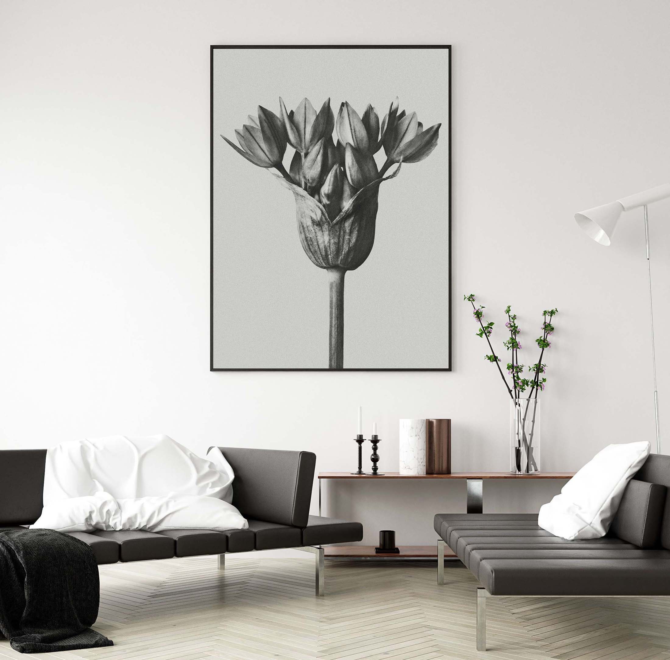 Karl Blossfeldt Poster Allium Ostroroskianum Urformen Der - Etsy