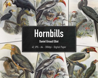 Hornbills, Daniel Giraud Elliot,  42 Vintage Illustrations of Birds, Printable Animal Images, Digital Paper, Instant Download